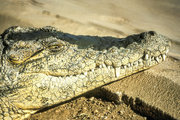 Fototapeta premium Head of a crocodile with open eye, Namibia