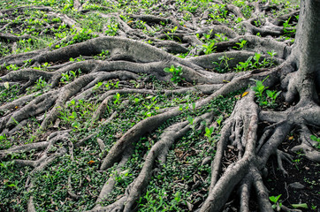 tree root with green glass
