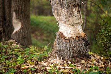 Beavers building a dam in a river in the middle of forest. Macro shot of a large linden tree stump is the woods, chewed by beavers in early autumn. Sawdust and colorful leaves are all around the tree. © lainen