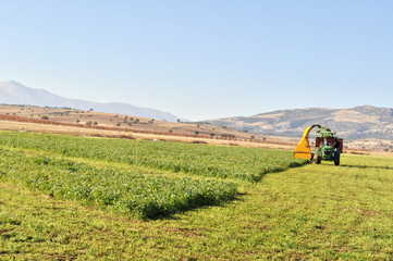 Naklejka premium Yonca