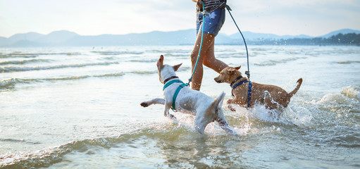 two thai dogs playing on the beach