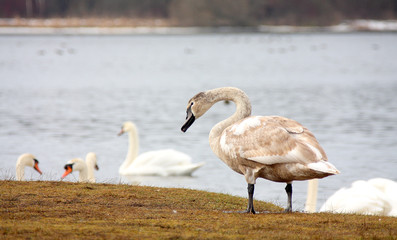 Whooper swan