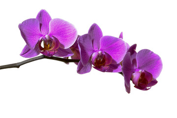 Purple orchid on a branch isolated on white background grown at home