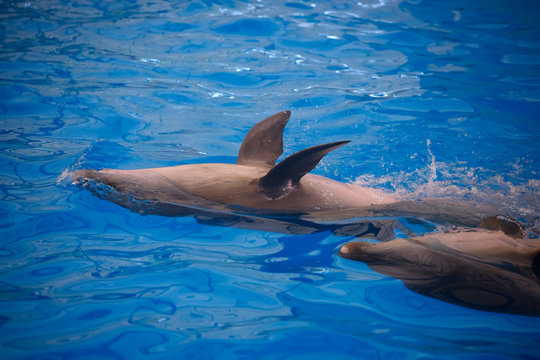 Two dolphins close up. Phuket.