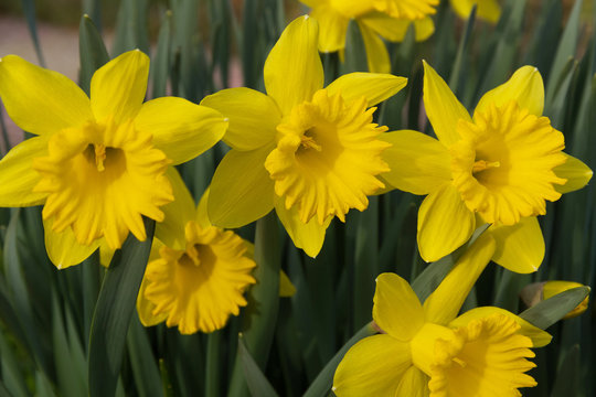 Yellow daffodil flowers 