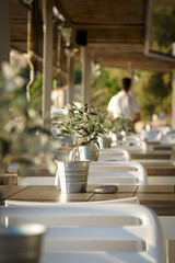 Olive tree on table 5