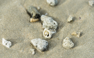Beach with Shells