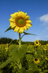 Sun flower field in warm morning light, Ukraine, Western Ukraine