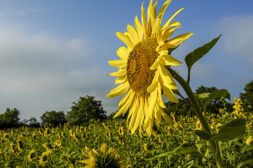 Sun flower field in warm morning light