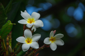 Fototapeta na wymiar White fangipani flowers blooming on a branch