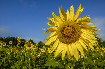 Sun flower field in warm morning light, Ukraine, Western Ukraine