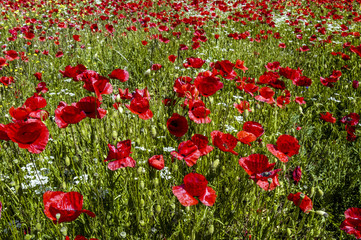 Corn poppy in blossom, Slovenia, Southern Slovenia