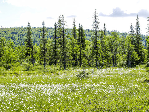 Cotton Grass, Sweden, Norrland, Lapland