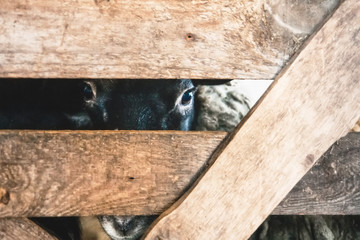 sheep looking into the crack of a wooden fence