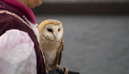 raptors with falconer. owl, barn owl, hawk and eagle