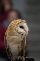 raptors with falconer. owl, barn owl, hawk and eagle