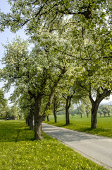 Naklejka premium Road Moststrasse at bloom, Austria, Lower Austria, Mostviertel