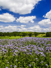Violet flowers on field, Austria, Lower Austria, Weinviertel