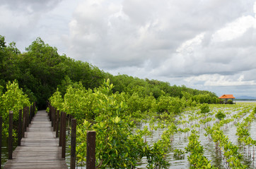 Fototapeta premium small growing mangrove in thailand againt a wooden pavilion