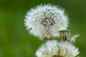 Macro shot of a dandelion

