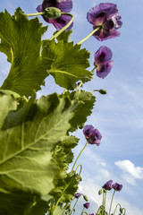 Field with violet corn poppy, papaver sp., Austria, Lower Austri