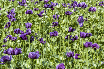 Obraz premium Field with violet corn poppy, papaver sp., Austria, Lower Austri