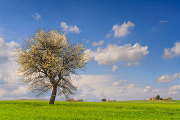 Between Apulia and Basilicata: spring landscape with wheat field.ITALY.Lone tree in bloom over corn field iunripe with clouds sky. 