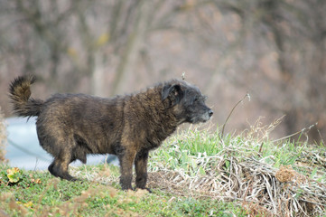Fototapeta premium Poodle dog in the foreground, a small black dog
