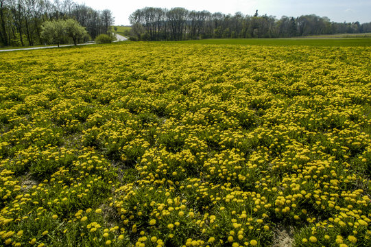 Yellow dandelion pasture, Austria, Lower Austria, Weinviertel, E