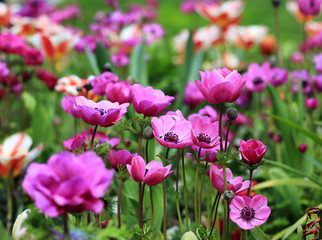 a field of blooming pink anemones