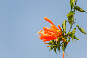 Orange trumpet Pyrostegia Venusta