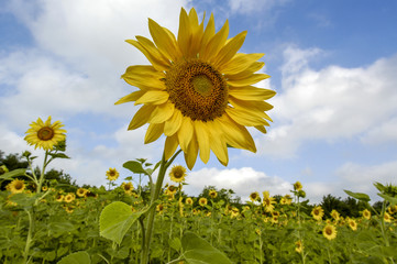 Sun flower field in warm morning light, Ukraine, Western Ukraine