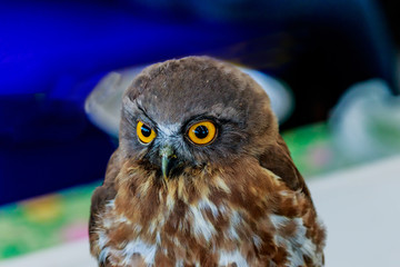 Big eagle owl bird head in closeup