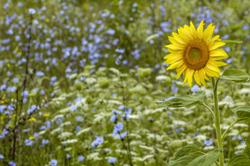 Sun flower, flower meadow, Ukraine, Western Ukraine