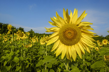 Sun flower field in warm morning light, Ukraine, Western Ukraine