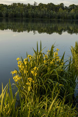 Obraz na płótnie Canvas Danube side-arm Greifenstein, yellow iris, Austria, Lower Austri