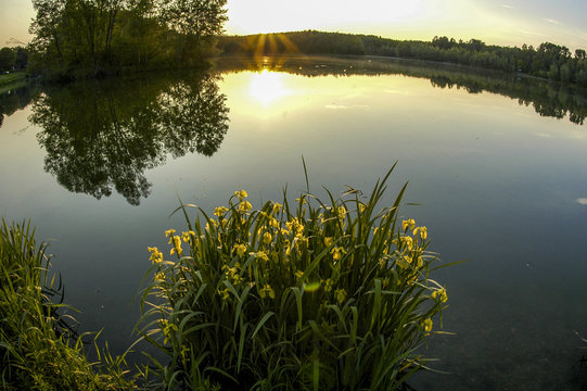 Danube side-arm Greifenstein, yellow iris, Austria, Lower Austri