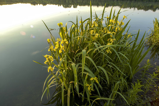 Danube side-arm Greifenstein, yellow iris, Austria, Lower Austri