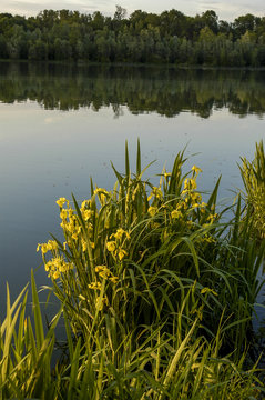 Danube side-arm Greifenstein, yellow iris, Austria, Lower Austri