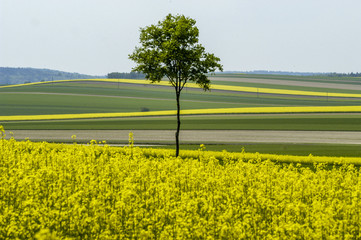 Rape field in blossom, single tree, patchwork, Austria, Lower Au
