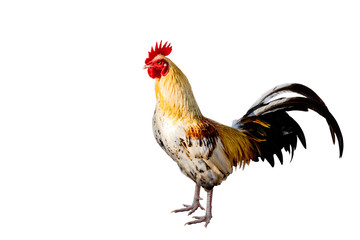 Rooster (Male Chicken) isolate white background with clipping path