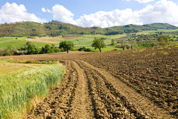 Fototapeta na wymiar Farmland, Sicily