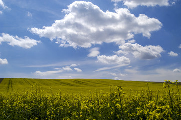 Rape field in blossom, cloudy sky, Austria, Lower Austria, Weinv