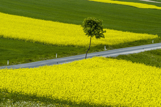 Rape field in blossom, single tree, road, patchwork, Austria, Lo
