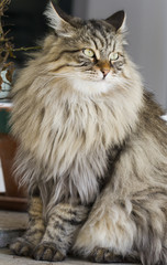 Naklejka na ściany i meble brown cat in the garden, long haired siberian breed