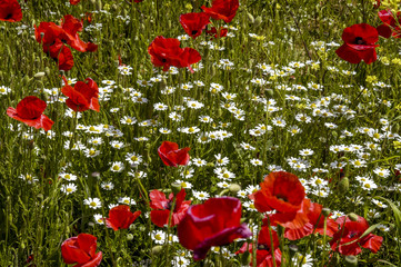 Obraz premium Corn poppy in blossom, Slovenia, Southern Slovenia