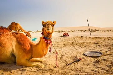 Foto op Plexiglas Kameel Grappige kameel die in de woestijn ligt en in de camera kijkt