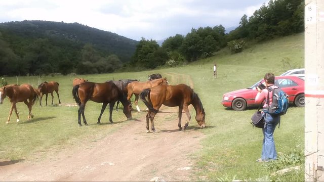 Woman shooting herd of horses on pasture, Vitosha Mountain