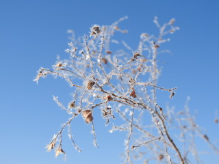 Ice crystals on twigs(1)