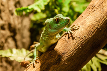 lizard